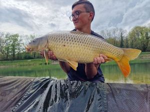Common Carp