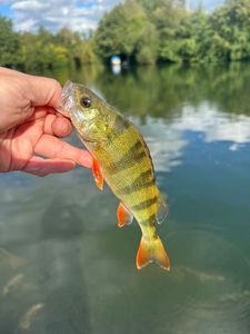 European Perch
