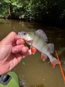 European Perch