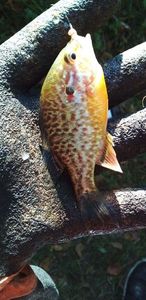Pumpkinseed