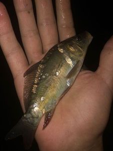 Common Carp