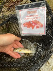 Brown Trout