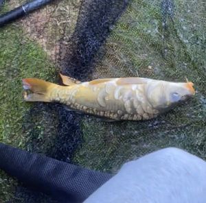 Mirror Carp