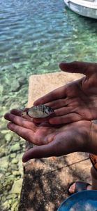 White Seabream
