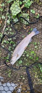 Rainbow Trout