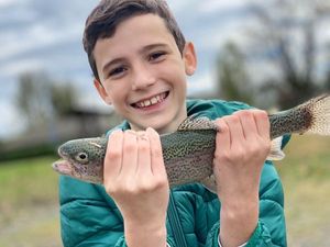 Brown Trout