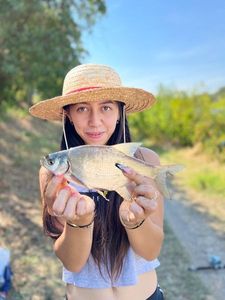 Common Bream