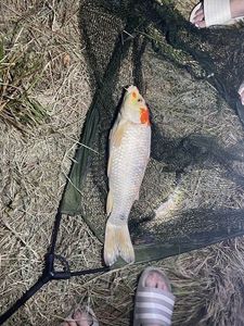 Koï Fish