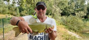 Tench
