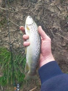 Brown Trout