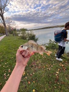 European Perch