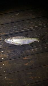 Tarpon