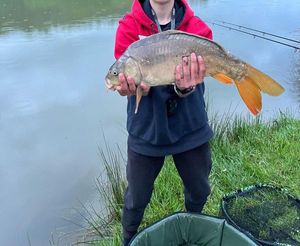 Common Carp