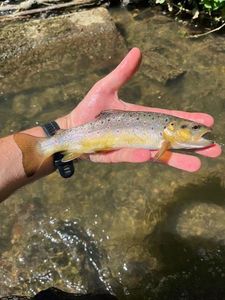Brown Trout