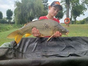 Common Carp