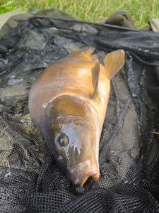 Mirror Carp