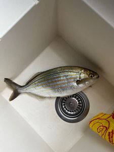 Salema