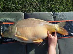 Mirror Carp
