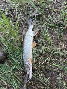 Northern Pike