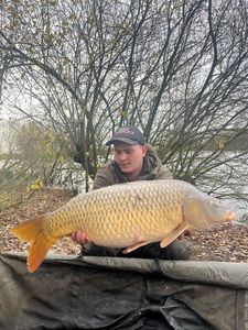 Common Carp