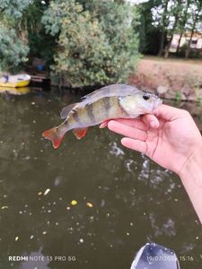 European Perch