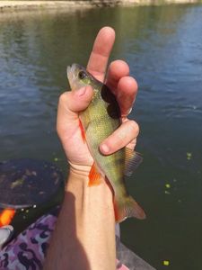 European Perch