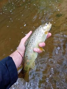 Brown Trout