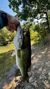 Largemouth Bass