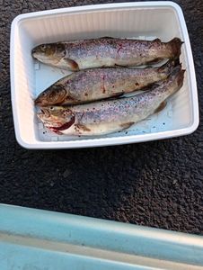 Brown Trout