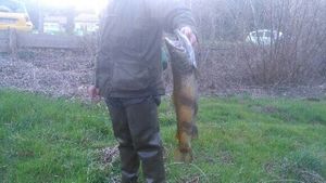 Brown Trout