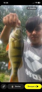 European Perch