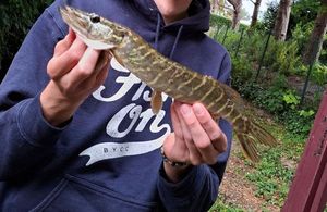 Northern Pike