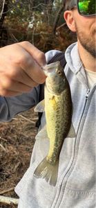 Smallmouth Bass