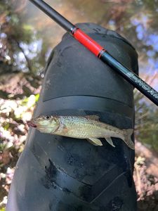 Gudgeon