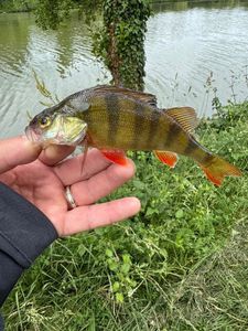European Perch
