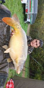Mirror Carp