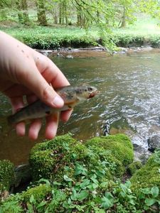 Brown Trout