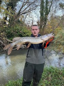 Northern Pike