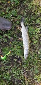 Northern Pike