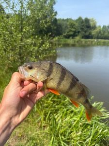 European Perch