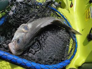 European Bass (Seabass)