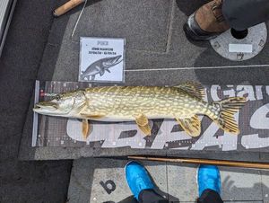 Northern Pike
