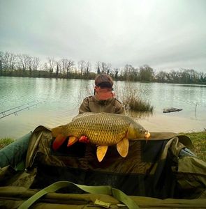 Common Carp