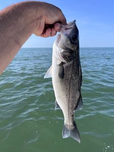 European Bass (Seabass)
