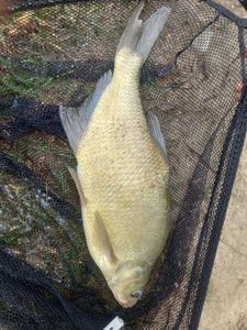 Common Bream