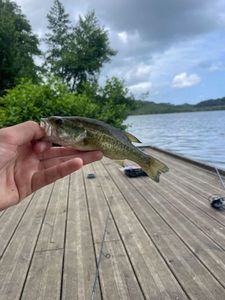 Achigan à Petite Bouche (Black-Bass)