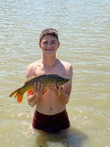 Common Carp
