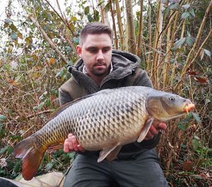 Common Carp