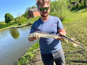 Sturgeon