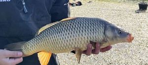 Common Carp